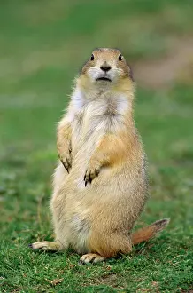 Cynomys: Black-tailed PRAIRIE DOG - upright