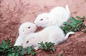 Burrows: Black-tailed PRAIRIE DOG - x three albino pups