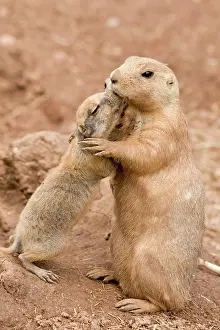 Prairie: Black-Tailed Prairie Dogs - adult & juvenile hugging