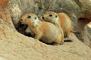 Cynomys: Black-tailed Prairie Dogs (Cynomys ludovicianus)