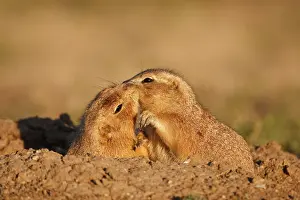 Cynomys: Black tailed Prairie Dogs (Cynomys ludovicianus)