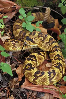 Molossus: Black-tailed Rattlesnake