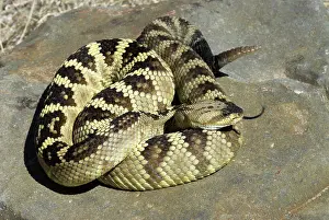 Molossus: Black-tailed Rattlesnake