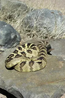 Molossus: Black-tailed Rattlesnake