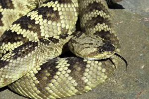 Forked: Black-tailed Rattlesnake