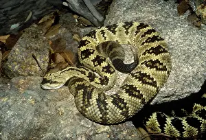 Molossus: Black Tailed Rattlesnake