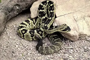 Molossus: Black-Tailed Rattlesnake