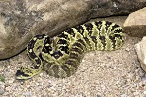 Molossus: Black-Tailed Rattlesnake