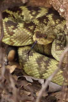 Forked: Black-tailed Rattlesnake - coiled showing rattle