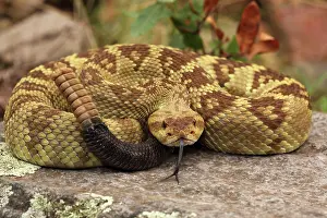 Forked: Black-tailed Rattlesnake - coiled showing rattle