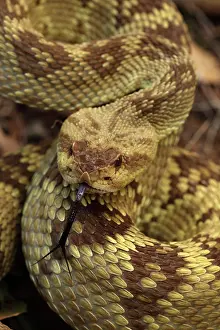 Crotalus: Black-tailed Rattlesnake (Crotalus molossus) - Chiricahua M