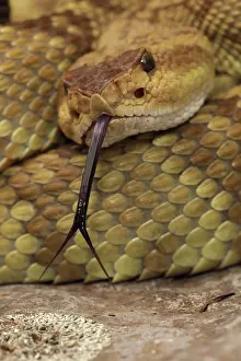 Crotalus: Black-tailed Rattlesnake (Crotalus molossus) - Chiricahua M