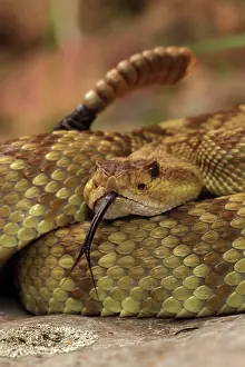 Crotalus: Black-tailed Rattlesnake (Crotalus molossus) - Chiricahua M
