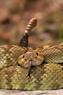 Crotalus: Black-tailed Rattlesnake (Crotalus molossus) - Chiricahua M