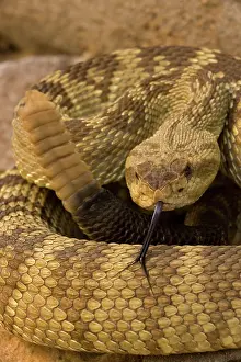 Crotalus: Black-tailed Rattlesnake (Crotalus molossus) - Chiricahua M