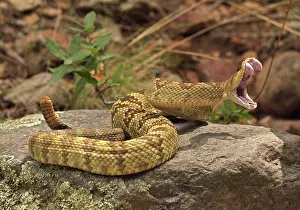 Molossus: Black-tailed Rattlesnake - with mouth wide open