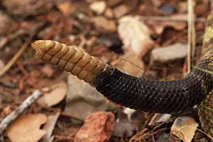 Molossus: Black-tailed Rattlesnake - rattle