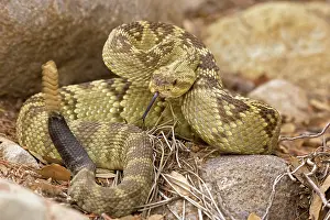 Molossus: Black-tailed Rattlesnake - Rattle in motion - 'Smelling'