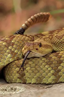 Molossus: Black-tailed Rattlesnake - showing rattle - smelling