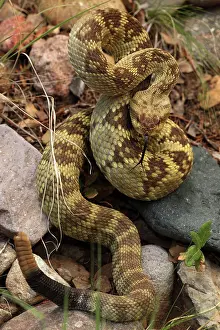Forked: Black-tailed Rattlesnake - showing rattle - smelling