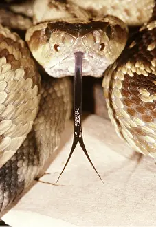 Rattlesnakes: Black-Tailed Rattlesnake - Showing tongue