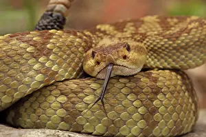 Molossus: Black-tailed Rattlesnake - smelling or tasting
