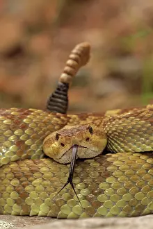 Molossus: Black-tailed Rattlesnake - Smelling / tasting