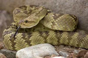Molossus: Black-tailed Rattlesnake - smelling / tasting