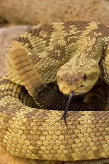 Molossus: Black-tailed Rattlesnake - smelling / tasting