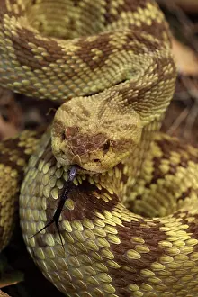 Forked: Black-tailed Rattlesnake - smelling or tasting