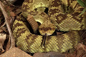 Forked: Black-tailed Rattlesnake - smelling or tasting