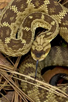 Molossus: Black-tailed Rattlesnake - smelling or tasting
