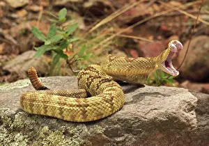 Rattlesnakes: Black-tailed Rattlesnake - Smelling / tasting the air wi