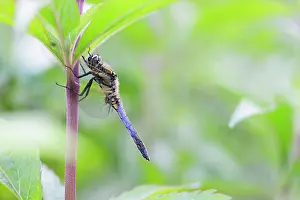 Cancellatum: Black-tailed Skimmer