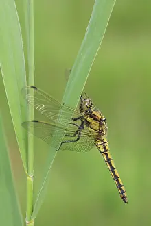 Cancellatum: Black-tailed Skimmer