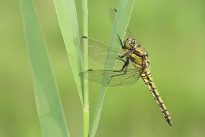 Cancellatum: Black-tailed Skimmer