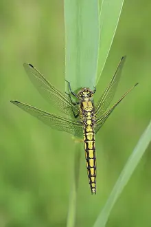 Cancellatum: Black-tailed Skimmer