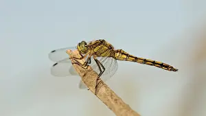 Rh Ne: Black-tailed Skimmer