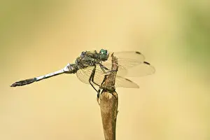 Cancellatum: Black-tailed Skimmer