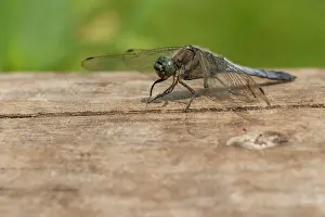 Cancellatum: Black-tailed Skimmer