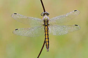 Cancellatum: Black-tailed Skimmer