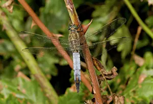 Dragonflies: Black-tailed Skimmer / Blue Arrows