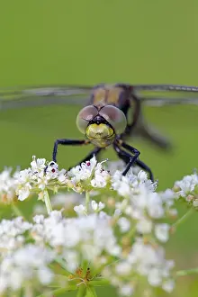 Cancellatum: Black Tailed Skimmer Dragonfly - immature male