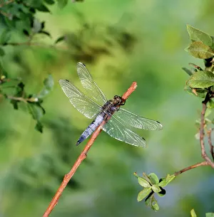 Cancellatum: Black-tailed Skimmer Dragonfly - male