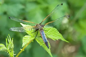 Cancellatum: Black Tailed Skimmer - Male