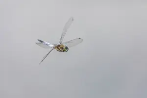 Creature: Black Tailed Skimmer - Male - Flight