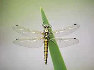 Flag: Black-tailed Skimmer (Orthetrum cancellatum) fe