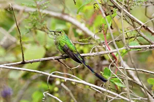 Ecuadoran: Black-tailed Trainbearer