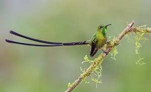 Ecuador: Black-tailed trainbearer resting on mossy limb