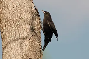 Treecreepers: Black-tailed Treecreeper - A young male